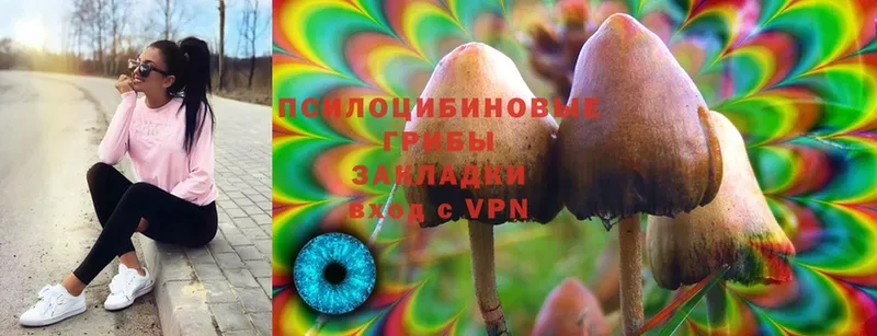 Галлюциногенные грибы Psilocybe  Чайковский 